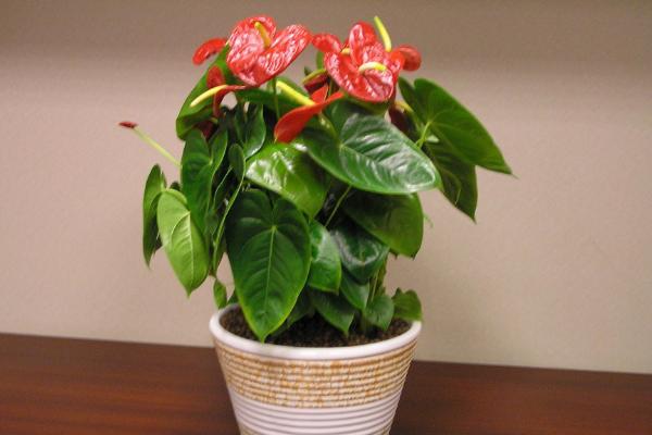 紅掌葉子發(fā)黃的原因及解決方法 紅掌葉子邊緣干枯怎么辦