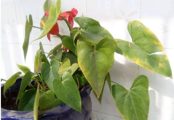 紅掌葉子發(fā)黃的原因及解決方法 紅掌葉子邊緣干枯怎么辦