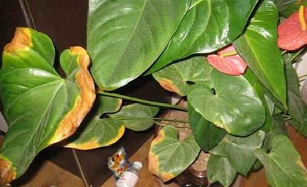紅掌葉子發(fā)黃的原因及解決方法 紅掌葉子邊緣干枯怎么辦