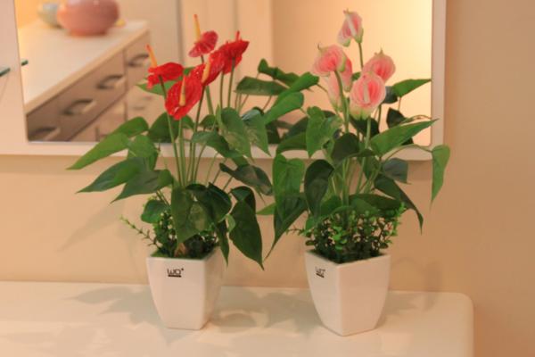 紅掌葉子發(fā)黃的原因及解決方法 紅掌葉子邊緣干枯怎么辦