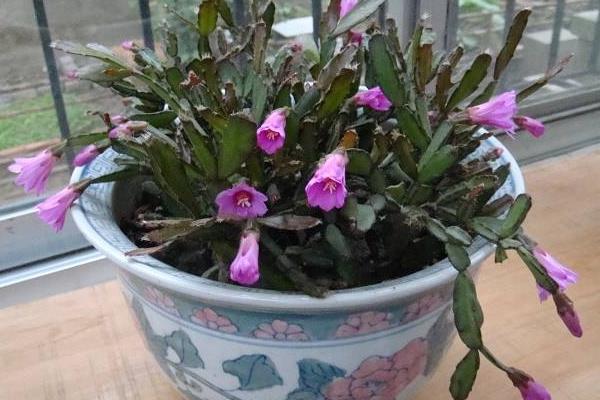 假曇花什么時候開花（怎么讓它開花） 假曇花一年開幾次花