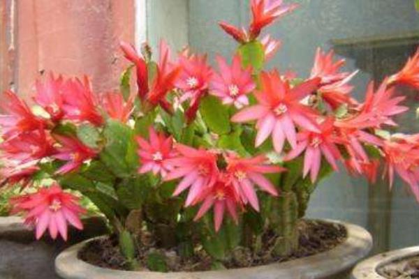 假曇花什么時候開花(怎么讓它開花) 假曇花一年開幾次花