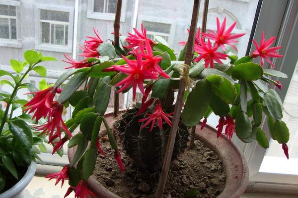 假曇花什么時候開花(怎么讓它開花) 假曇花一年開幾次花