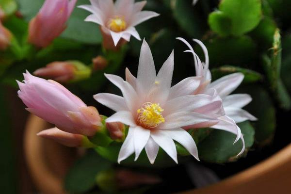 假曇花什么時候開花(怎么讓它開花) 假曇花一年開幾次花