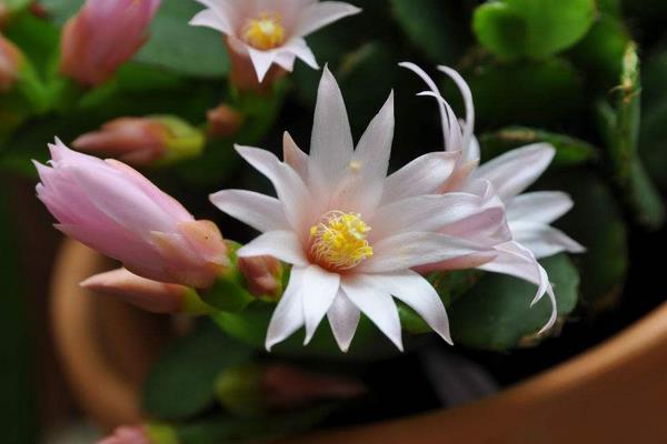 假曇花和真曇花的區別是什么  假曇花的品種