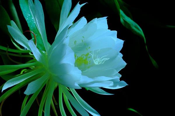 假曇花和真曇花的區別是什么 假曇花的品種