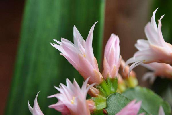 假曇花和真曇花的區別是什么 假曇花的品種