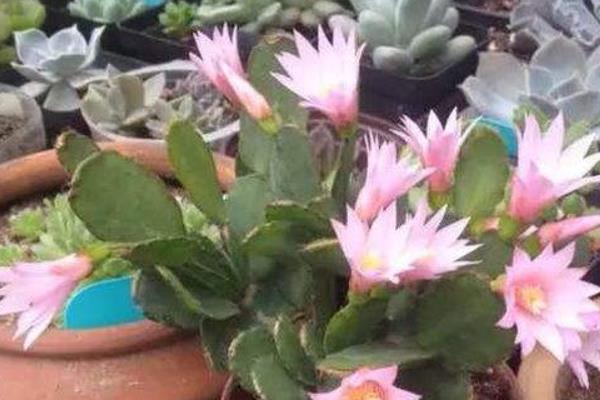 假曇花和真曇花的區別是什么 假曇花的品種