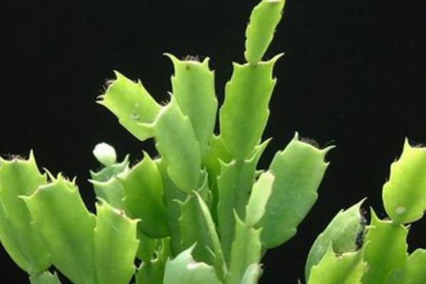 假曇花和真曇花的區別是什么 假曇花的品種