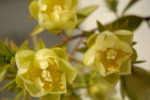 假曇花和真曇花的區別是什么 假曇花的品種