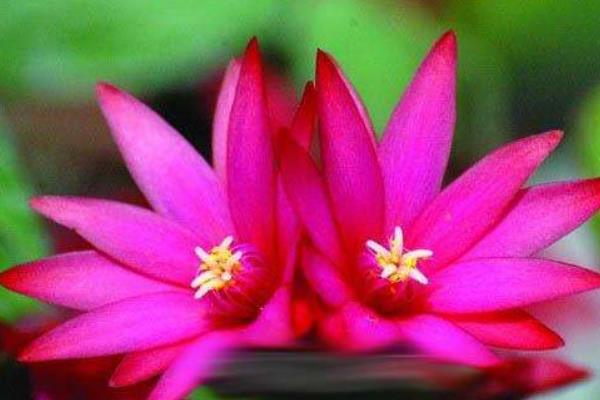 假曇花和真曇花的區別是什么 假曇花的品種