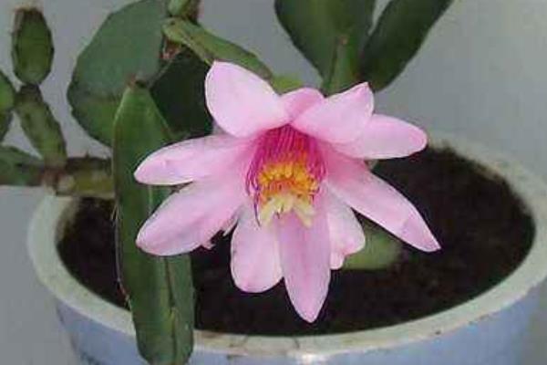 假曇花和真曇花的區別是什么 假曇花的品種