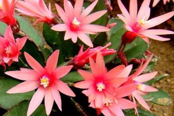 假曇花和真曇花的區別是什么 假曇花的品種