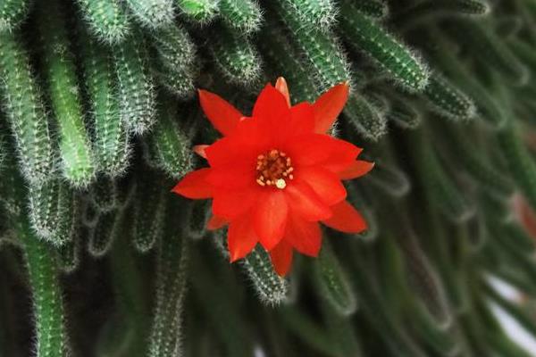 假曇花和真曇花的區別是什么 假曇花的品種