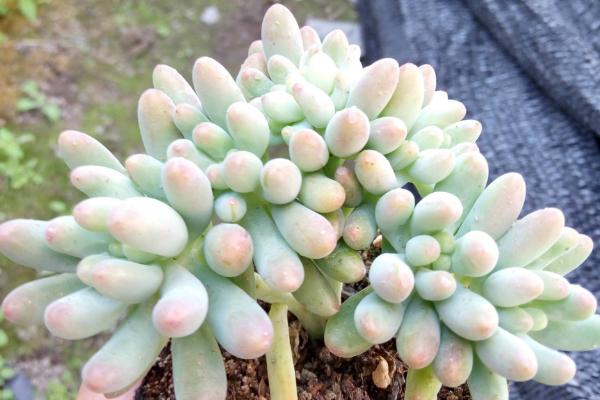 多肉為什么這么火 為什么很多人喜歡養多肉