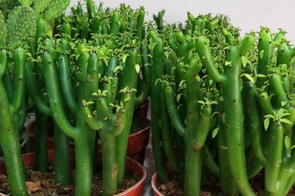 姬珊瑚的養殖方法與注意事項 姬珊瑚怎么養