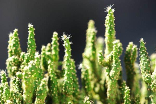 姬珊瑚和膨珊瑚的區(qū)別是什么  姬珊瑚什么時(shí)候開花