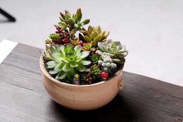 多肉為什么這么火 為什么很多人喜歡養多肉