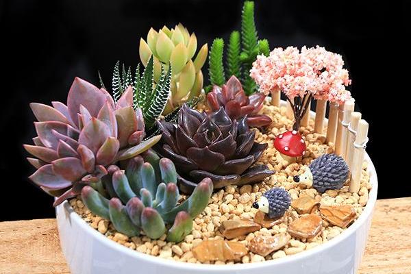 多肉為什么這么火 為什么很多人喜歡養多肉