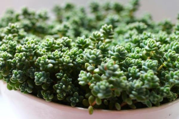 多肉為什么這么火 為什么很多人喜歡養多肉