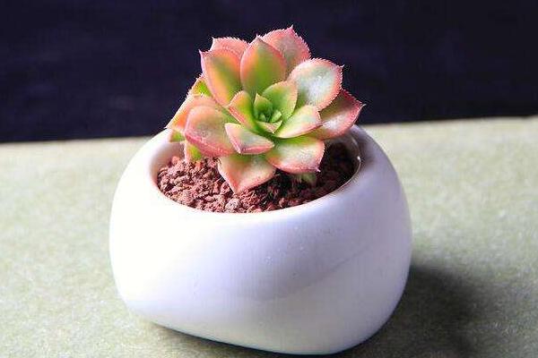 多肉為什么這么火 為什么很多人喜歡養多肉