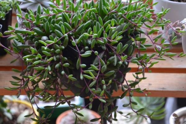 多肉為什么這么火 為什么很多人喜歡養多肉