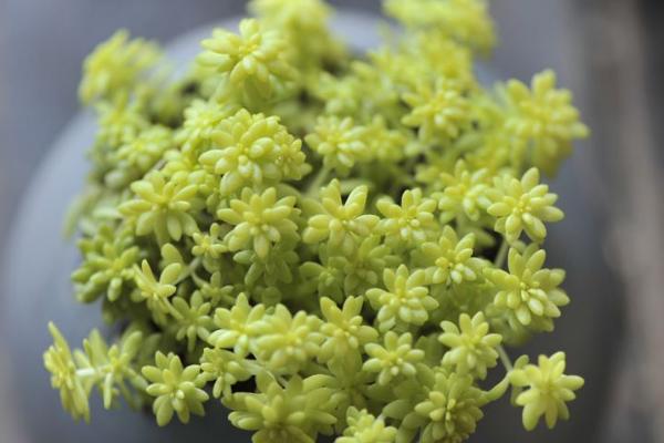 多肉為什么這么火 為什么很多人喜歡養多肉