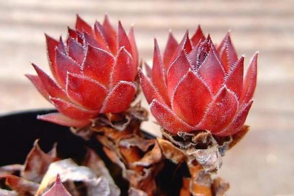 多肉為什么這么火 為什么很多人喜歡養多肉