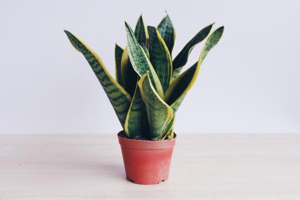 虎皮蘭葉子焉了怎么辦 虎皮蘭葉子發黃發軟的解決方法