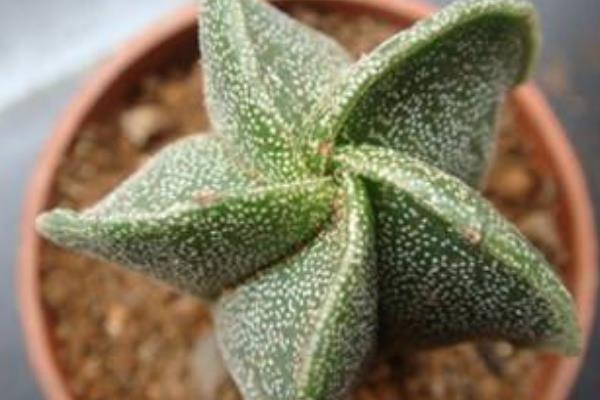 鸞鳳玉多肉市場價格多少錢一盆 鸞鳳玉幾個角的貴