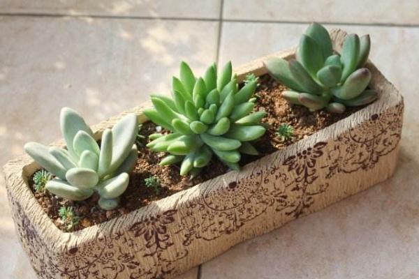 大棚養多肉植物創業前景 多肉批發項目可行性分析