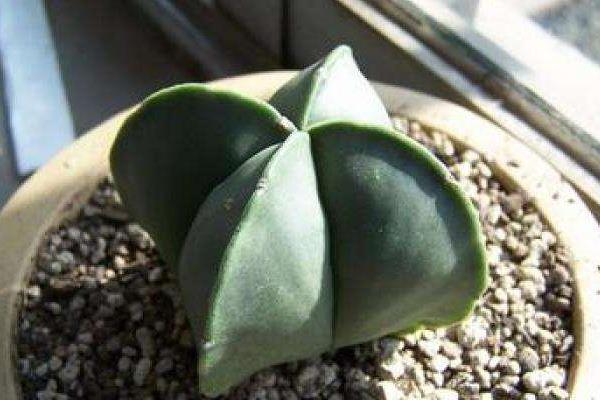 鸞鳳玉怎么養 鸞鳳玉養殖方法與注意事項