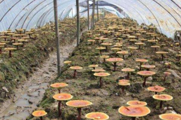 如何種靈芝 靈芝的栽培技術