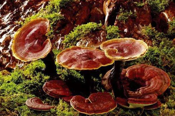 如何種靈芝 靈芝的栽培技術