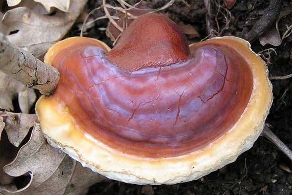 如何種靈芝 靈芝的栽培技術