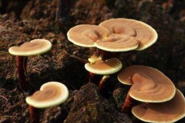 如何種靈芝 靈芝的栽培技術