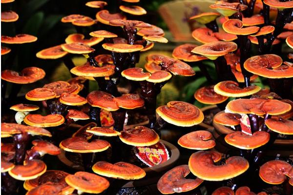 如何種靈芝 靈芝的栽培技術