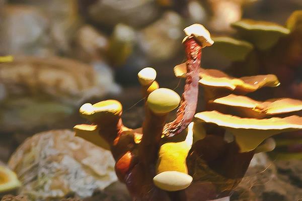 如何種靈芝 靈芝的栽培技術