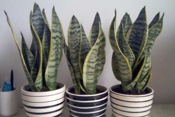 虎皮蘭葉子焉了怎么辦 虎皮蘭葉子發(fā)黃發(fā)軟的解決方法