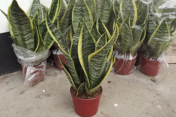 虎皮蘭葉子焉了怎么辦 虎皮蘭葉子發(fā)黃發(fā)軟的解決方法