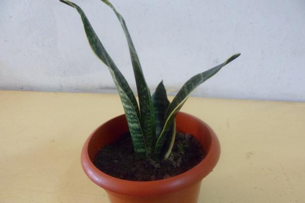 虎皮蘭葉子焉了怎么辦 虎皮蘭葉子發(fā)黃發(fā)軟的解決方法