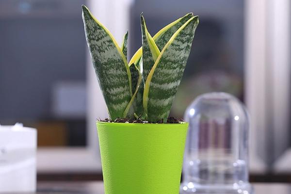 虎皮蘭葉子焉了怎么辦 虎皮蘭葉子發(fā)黃發(fā)軟的解決方法