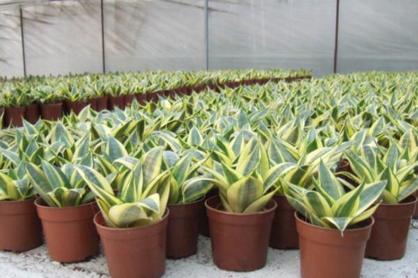 虎皮蘭葉子焉了怎么辦 虎皮蘭葉子發(fā)黃發(fā)軟的解決方法