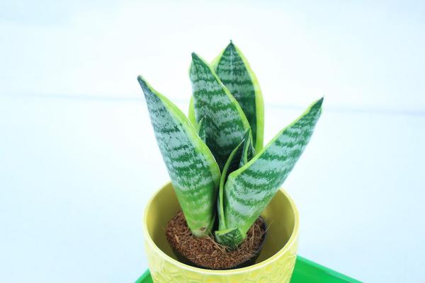 虎皮蘭葉子焉了怎么辦 虎皮蘭葉子發(fā)黃發(fā)軟的解決方法