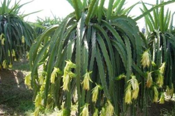 量天尺的養殖方法與注意事項 量天尺什么時候開花