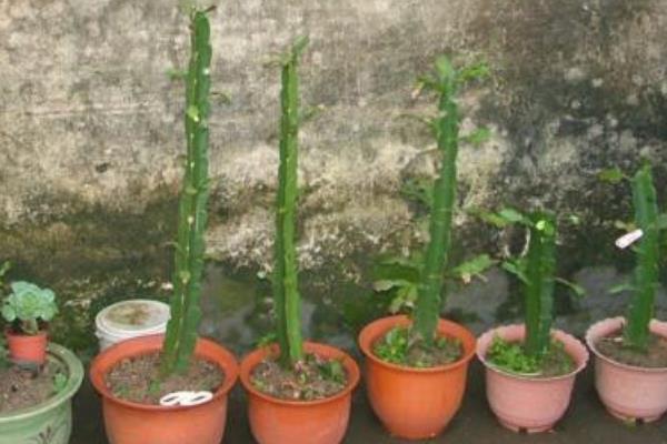 量天尺的養殖方法與注意事項 量天尺什么時候開花