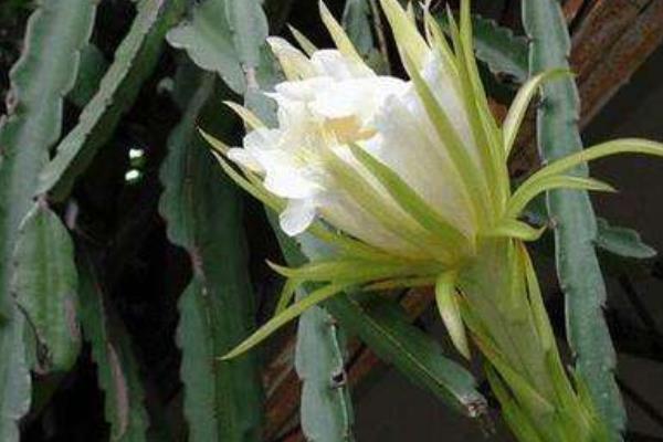 量天尺的養殖方法與注意事項 量天尺什么時候開花