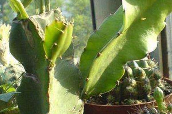 量天尺的養殖方法與注意事項 量天尺什么時候開花