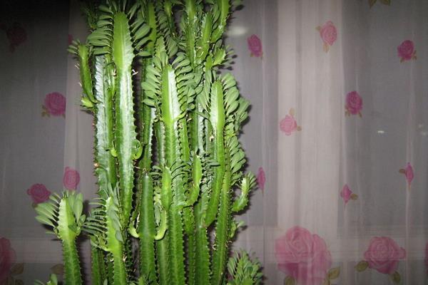 量天尺的養殖方法與注意事項 量天尺什么時候開花