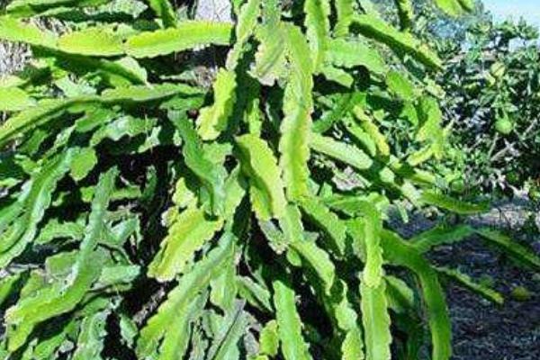 量天尺的養殖方法與注意事項 量天尺什么時候開花